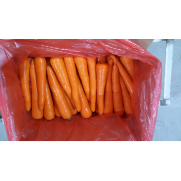 2016 Price of Fresh Carrot